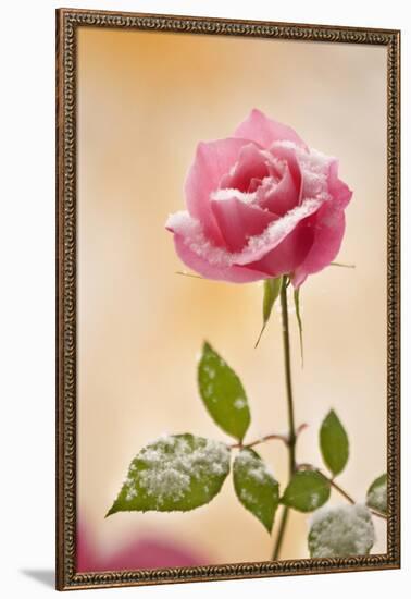 USA, Colorado, Lafayette. Snow Flakes on Pink Rose-Jaynes Gallery-Framed Photographic Print