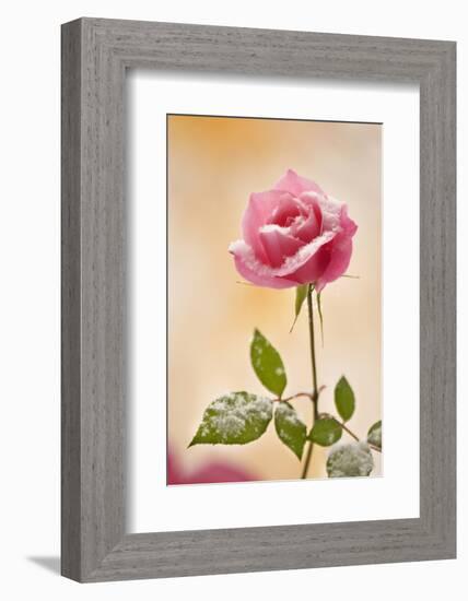 USA, Colorado, Lafayette. Snow Flakes on Pink Rose-Jaynes Gallery-Framed Photographic Print