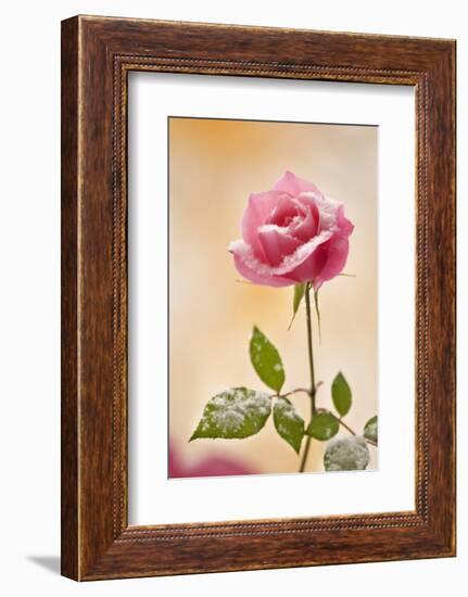 USA, Colorado, Lafayette. Snow Flakes on Pink Rose-Jaynes Gallery-Framed Photographic Print