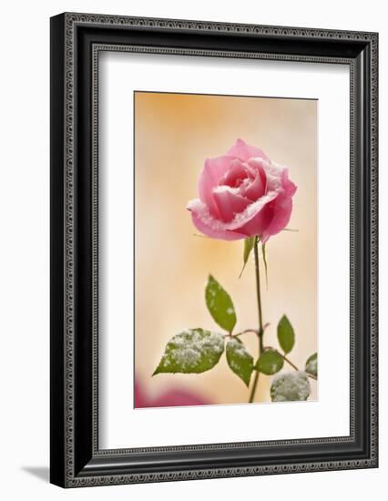 USA, Colorado, Lafayette. Snow Flakes on Pink Rose-Jaynes Gallery-Framed Photographic Print