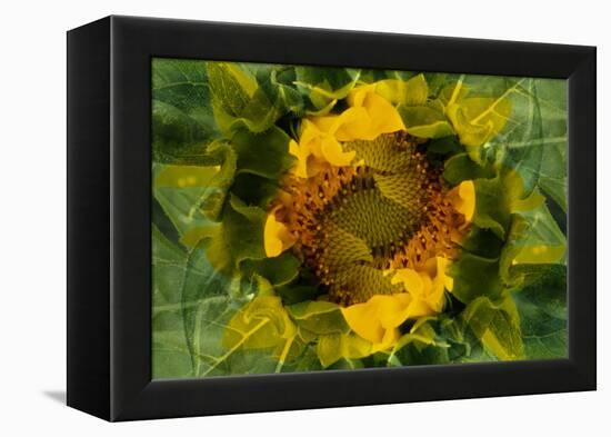 USA, Colorado, Lafayette. Sunflower Montage-Jaynes Gallery-Framed Premier Image Canvas