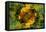 USA, Colorado, Lafayette. Sunflower Montage-Jaynes Gallery-Framed Premier Image Canvas