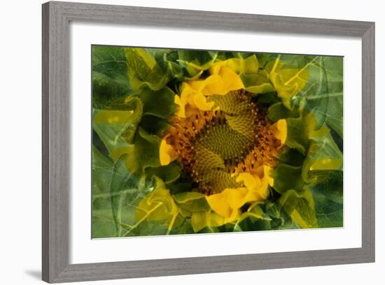 USA, Colorado, Lafayette. Sunflower Montage-Jaynes Gallery-Framed Photographic Print