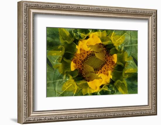 USA, Colorado, Lafayette. Sunflower Montage-Jaynes Gallery-Framed Photographic Print