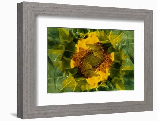 USA, Colorado, Lafayette. Sunflower Montage-Jaynes Gallery-Framed Photographic Print