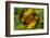 USA, Colorado, Lafayette. Sunflower Montage-Jaynes Gallery-Framed Photographic Print