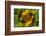 USA, Colorado, Lafayette. Sunflower Montage-Jaynes Gallery-Framed Photographic Print