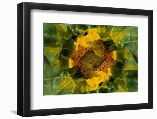 USA, Colorado, Lafayette. Sunflower Montage-Jaynes Gallery-Framed Photographic Print