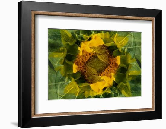 USA, Colorado, Lafayette. Sunflower Montage-Jaynes Gallery-Framed Photographic Print