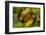 USA, Colorado, Lafayette. Sunflower Montage-Jaynes Gallery-Framed Photographic Print