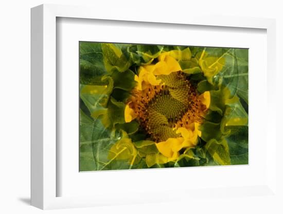 USA, Colorado, Lafayette. Sunflower Montage-Jaynes Gallery-Framed Photographic Print