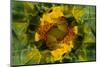 USA, Colorado, Lafayette. Sunflower Montage-Jaynes Gallery-Mounted Photographic Print