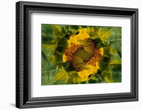 USA, Colorado, Lafayette. Sunflower Montage-Jaynes Gallery-Framed Photographic Print