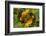 USA, Colorado, Lafayette. Sunflower Montage-Jaynes Gallery-Framed Photographic Print