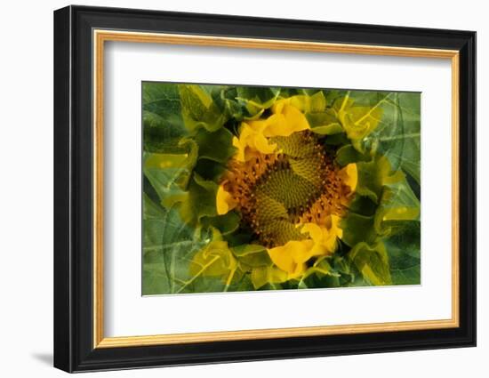 USA, Colorado, Lafayette. Sunflower Montage-Jaynes Gallery-Framed Photographic Print