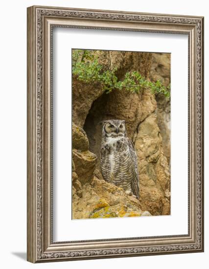 USA, Colorado, Larimer County. Great Horned Owl on Rocky Ledge-Cathy & Gordon Illg-Framed Photographic Print