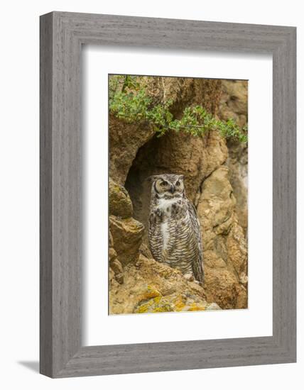 USA, Colorado, Larimer County. Great Horned Owl on Rocky Ledge-Cathy & Gordon Illg-Framed Photographic Print