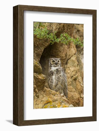 USA, Colorado, Larimer County. Great Horned Owl on Rocky Ledge-Cathy & Gordon Illg-Framed Photographic Print