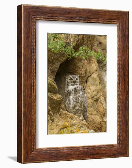 USA, Colorado, Larimer County. Great Horned Owl on Rocky Ledge-Cathy & Gordon Illg-Framed Photographic Print