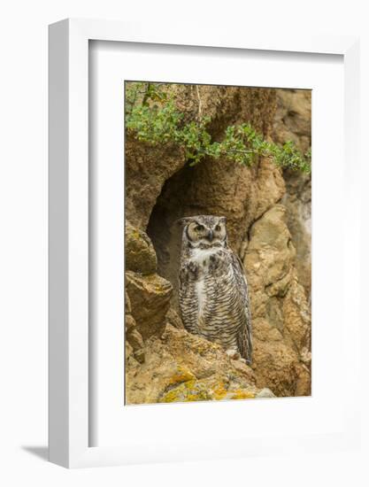 USA, Colorado, Larimer County. Great Horned Owl on Rocky Ledge-Cathy & Gordon Illg-Framed Photographic Print