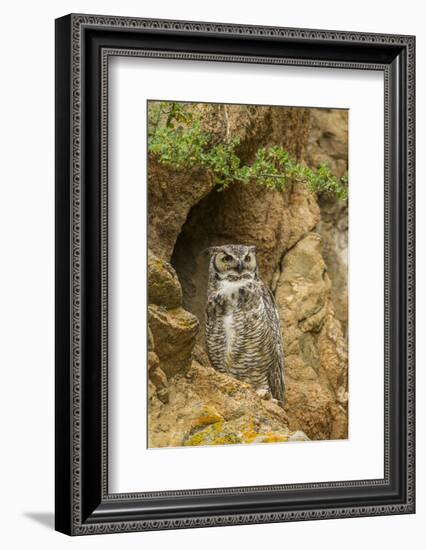 USA, Colorado, Larimer County. Great Horned Owl on Rocky Ledge-Cathy & Gordon Illg-Framed Photographic Print