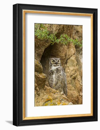 USA, Colorado, Larimer County. Great Horned Owl on Rocky Ledge-Cathy & Gordon Illg-Framed Photographic Print