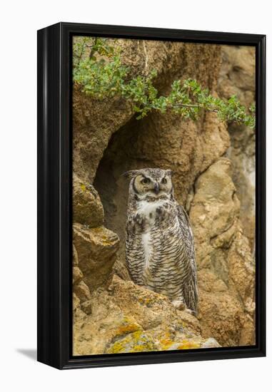 USA, Colorado, Larimer County. Great Horned Owl on Rocky Ledge-Cathy & Gordon Illg-Framed Premier Image Canvas