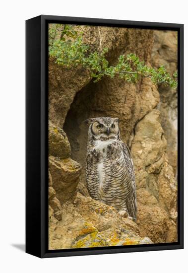 USA, Colorado, Larimer County. Great Horned Owl on Rocky Ledge-Cathy & Gordon Illg-Framed Premier Image Canvas