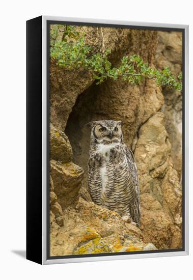 USA, Colorado, Larimer County. Great Horned Owl on Rocky Ledge-Cathy & Gordon Illg-Framed Premier Image Canvas