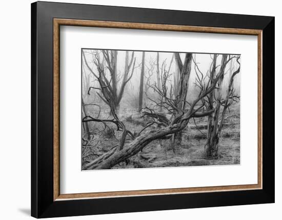 USA, Colorado, Mesa Verde, National Park, burnt forest in the fog-Christian Heeb-Framed Photographic Print