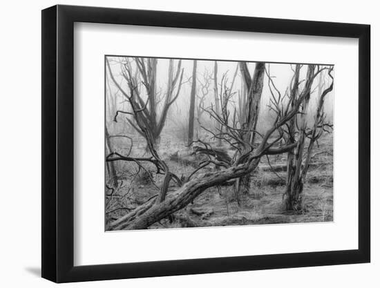 USA, Colorado, Mesa Verde, National Park, burnt forest in the fog-Christian Heeb-Framed Photographic Print