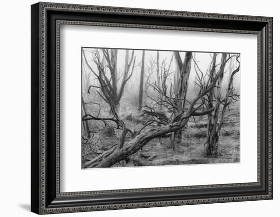 USA, Colorado, Mesa Verde, National Park, burnt forest in the fog-Christian Heeb-Framed Photographic Print