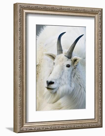 USA, Colorado, Mount Evans Recreation Area. Mountain Goat Portrait-Jaynes Gallery-Framed Photographic Print
