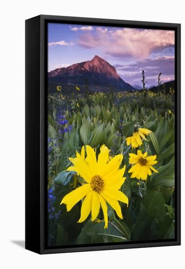 USA, Colorado, Mt. Crested Butte. Meadow Wildflowers at Sunset-Jaynes Gallery-Framed Premier Image Canvas