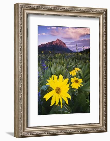 USA, Colorado, Mt. Crested Butte. Meadow Wildflowers at Sunset-Jaynes Gallery-Framed Photographic Print