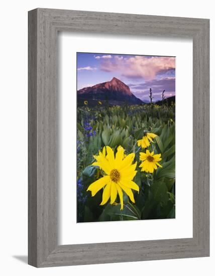 USA, Colorado, Mt. Crested Butte. Meadow Wildflowers at Sunset-Jaynes Gallery-Framed Photographic Print