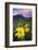 USA, Colorado, Mt. Crested Butte. Meadow Wildflowers at Sunset-Jaynes Gallery-Framed Photographic Print