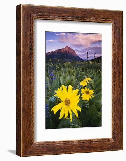 USA, Colorado, Mt. Crested Butte. Meadow Wildflowers at Sunset-Jaynes Gallery-Framed Photographic Print