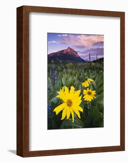 USA, Colorado, Mt. Crested Butte. Meadow Wildflowers at Sunset-Jaynes Gallery-Framed Photographic Print