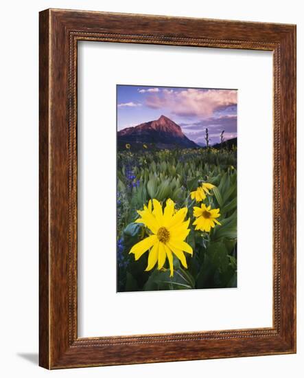 USA, Colorado, Mt. Crested Butte. Meadow Wildflowers at Sunset-Jaynes Gallery-Framed Photographic Print