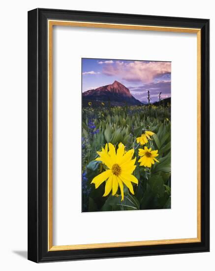 USA, Colorado, Mt. Crested Butte. Meadow Wildflowers at Sunset-Jaynes Gallery-Framed Photographic Print