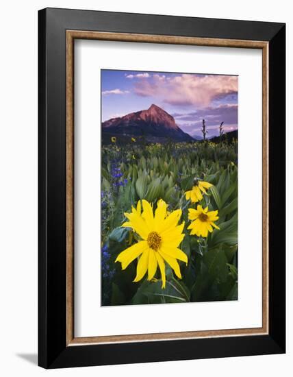 USA, Colorado, Mt. Crested Butte. Meadow Wildflowers at Sunset-Jaynes Gallery-Framed Photographic Print