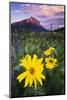 USA, Colorado, Mt. Crested Butte. Meadow Wildflowers at Sunset-Jaynes Gallery-Mounted Photographic Print
