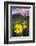 USA, Colorado, Mt. Crested Butte. Meadow Wildflowers at Sunset-Jaynes Gallery-Framed Photographic Print