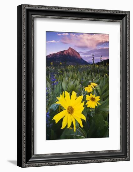 USA, Colorado, Mt. Crested Butte. Meadow Wildflowers at Sunset-Jaynes Gallery-Framed Photographic Print
