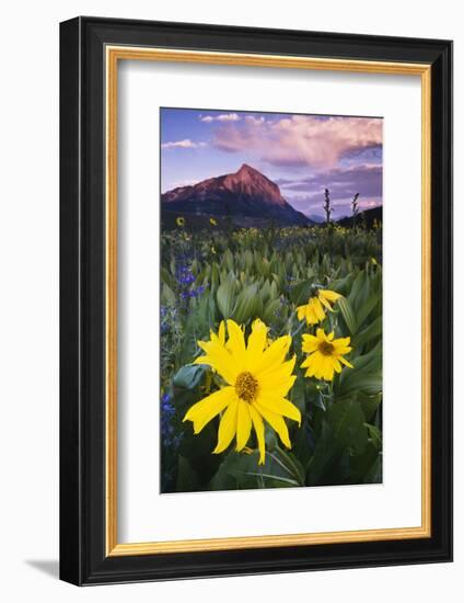 USA, Colorado, Mt. Crested Butte. Meadow Wildflowers at Sunset-Jaynes Gallery-Framed Photographic Print