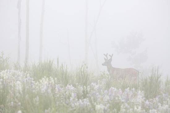 Usa Colorado Pike National Forest A Male Mule Deer In Foggy Meadow Photographic Print By Jaynes Gallery Art Com