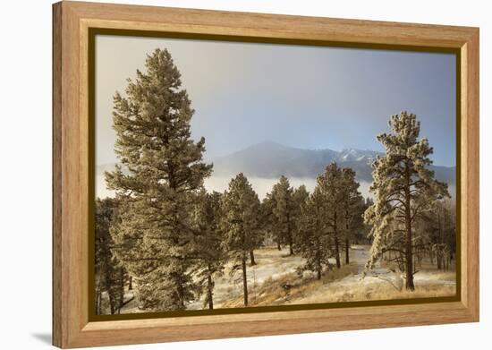 USA, Colorado, Pike National Forest. Frost on Ponderosa Pine Trees-Jaynes Gallery-Framed Premier Image Canvas