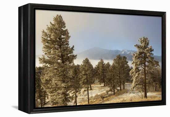 USA, Colorado, Pike National Forest. Frost on Ponderosa Pine Trees-Jaynes Gallery-Framed Premier Image Canvas