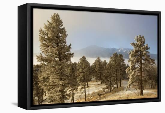 USA, Colorado, Pike National Forest. Frost on Ponderosa Pine Trees-Jaynes Gallery-Framed Premier Image Canvas